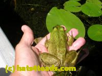 /home//u458753944/public_html/sourcegallery//Frogs/More bullfrogs/DSCN5476.JPG
